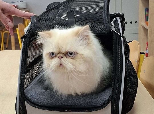 Gr. IV I III  "Dzień Kota"