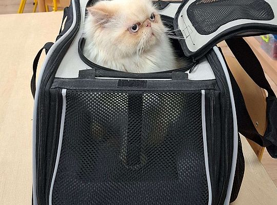 Gr. IV I III  "Dzień Kota"