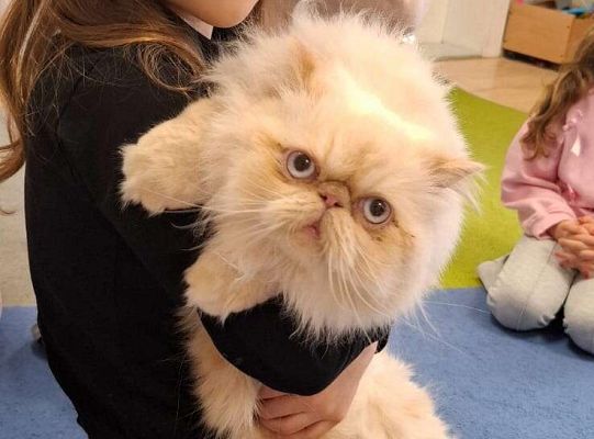 Gr. IV I III  "Dzień Kota"