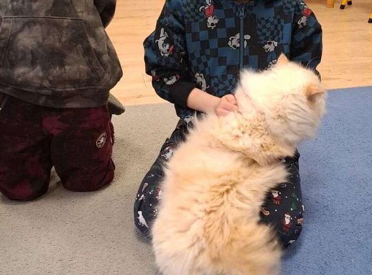 Gr. IV I III  "Dzień Kota"