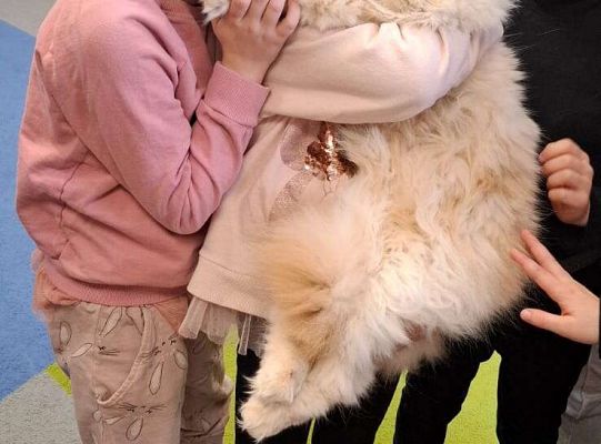 Gr. IV I III  "Dzień Kota"