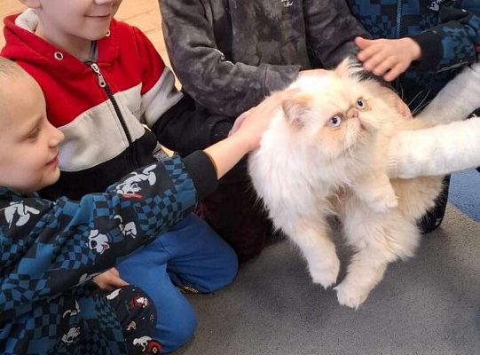 Gr. IV I III  "Dzień Kota"