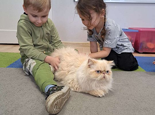 Gr.I i Gr.II Dzień Kota