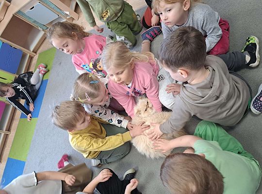 Gr.I i Gr.II Dzień Kota