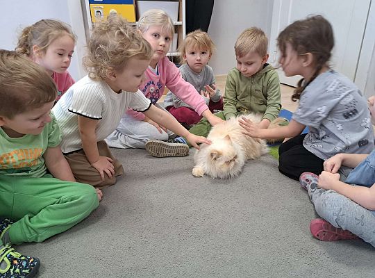 Gr.I i Gr.II Dzień Kota