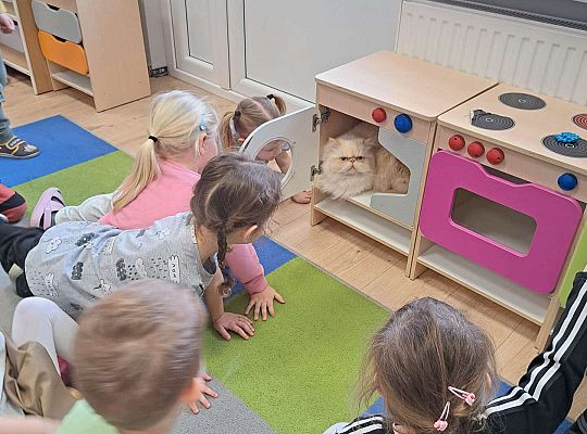 Gr.I i Gr.II Dzień Kota