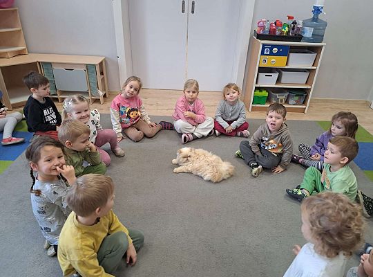 Gr.I i Gr.II Dzień Kota