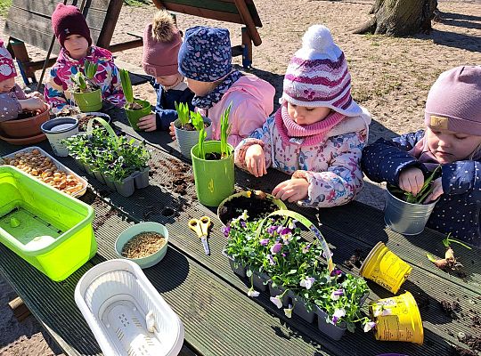 Gr.II Sadzenie kwiatków i porządki w ogrodzie-wiosenne prace przedszkolaków