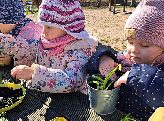 Gr.II Sadzenie kwiatków i porządki w ogrodzie-wiosenne prace przedszkolaków