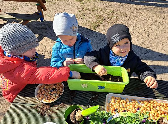 Gr.II Sadzenie kwiatków i porządki w ogrodzie-wiosenne prace przedszkolaków
