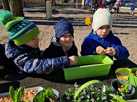 Gr.II Sadzenie kwiatków i porządki w ogrodzie-wiosenne prace przedszkolaków