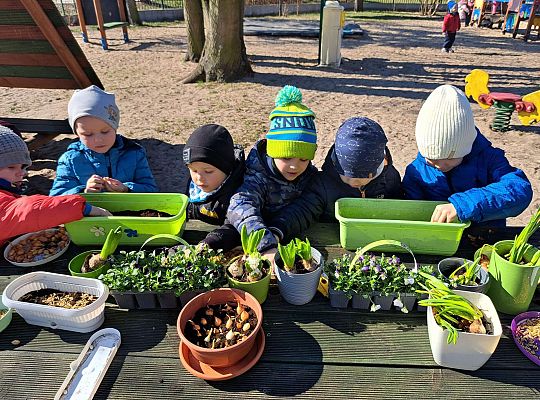 Gr.II Sadzenie kwiatków i porządki w ogrodzie-wiosenne prace przedszkolaków