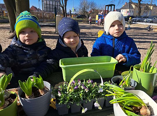 Gr.II Sadzenie kwiatków i porządki w ogrodzie-wiosenne prace przedszkolaków