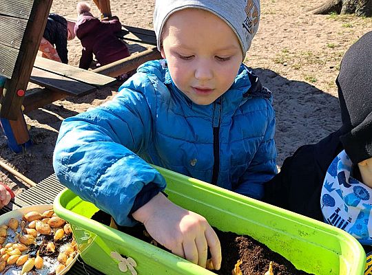 Gr.II Sadzenie kwiatków i porządki w ogrodzie-wiosenne prace przedszkolaków