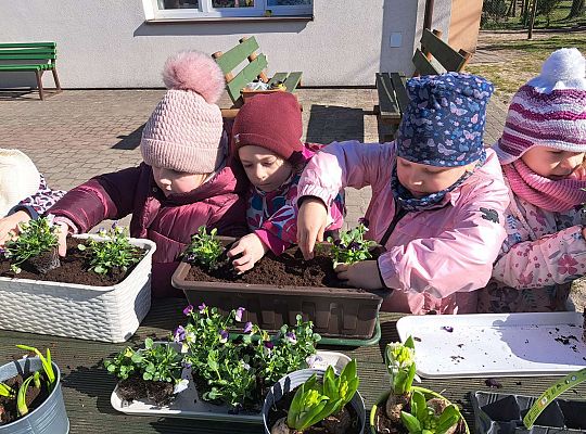 Gr.II Sadzenie kwiatków i porządki w ogrodzie-wiosenne prace przedszkolaków