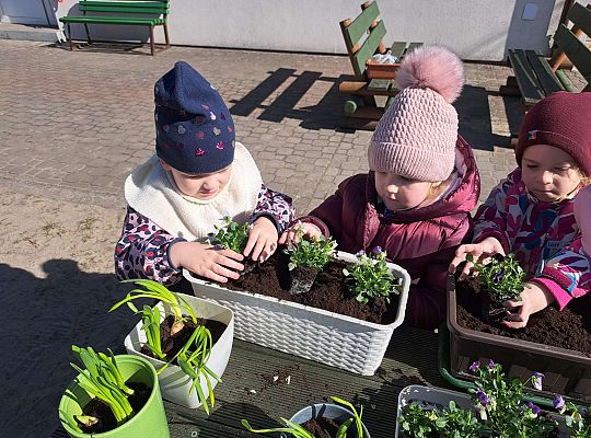 Gr.II Sadzenie kwiatków i porządki w ogrodzie-wiosenne prace przedszkolaków