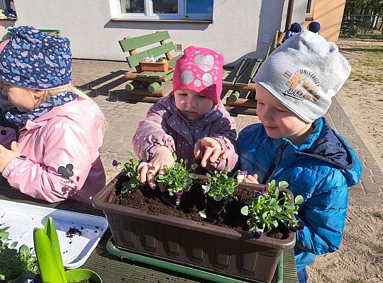 Gr.II Sadzenie kwiatków i porządki w ogrodzie-wiosenne prace przedszkolaków