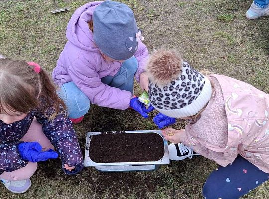 Gr.IV Sadzimy i siejemy