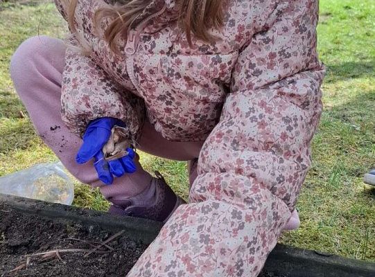 Gr.IV Sadzimy i siejemy