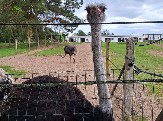 Gr.I I Gr.II Wycieczka do "Strusiej Farmy " w Kniewie