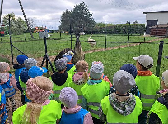 Gr.I I Gr.II Wycieczka do "Strusiej Farmy " w Kniewie