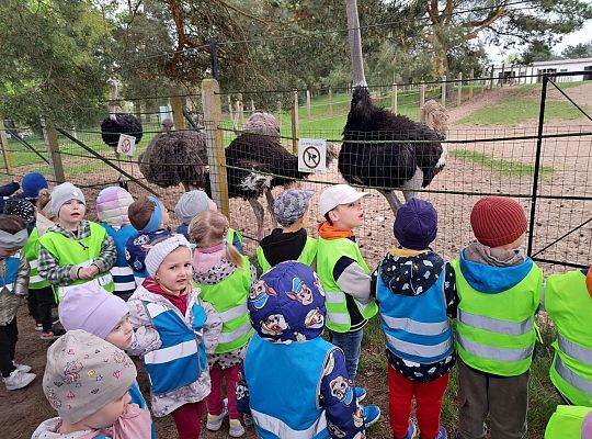 Gr.I I Gr.II Wycieczka do "Strusiej Farmy " w Kniewie