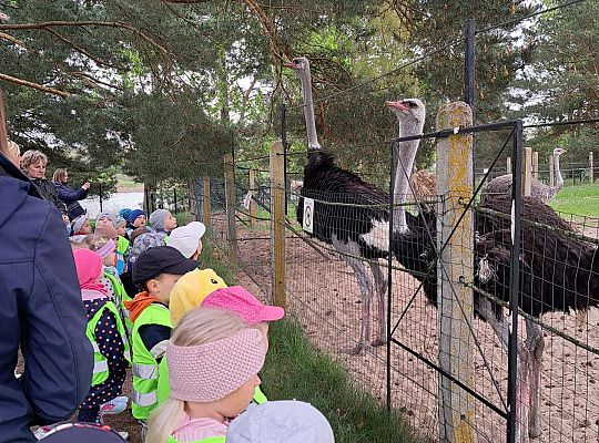 Gr.I I Gr.II Wycieczka do "Strusiej Farmy " w Kniewie