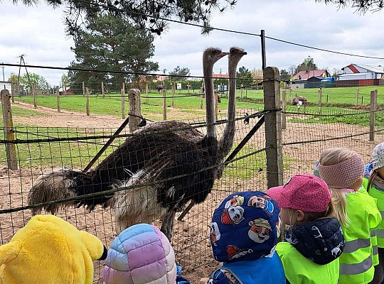 Gr.I I Gr.II Wycieczka do "Strusiej Farmy " w Kniewie