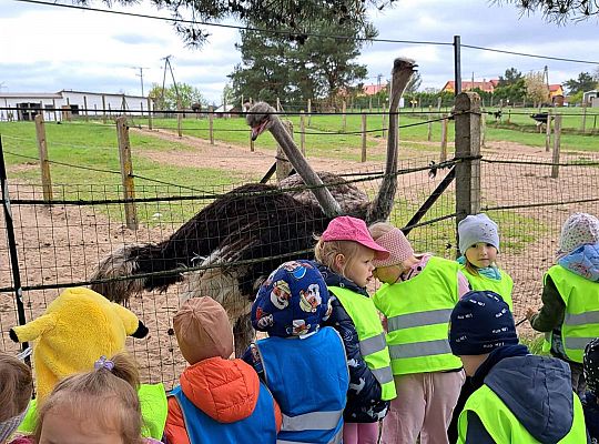 Gr.I I Gr.II Wycieczka do "Strusiej Farmy " w Kniewie