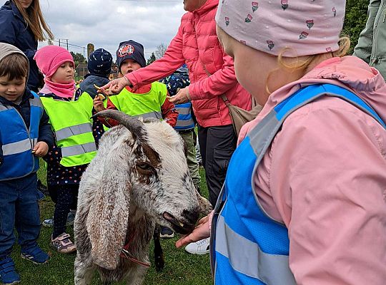 Gr.I I Gr.II Wycieczka do "Strusiej Farmy " w Kniewie