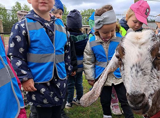 Gr.I I Gr.II Wycieczka do "Strusiej Farmy " w Kniewie