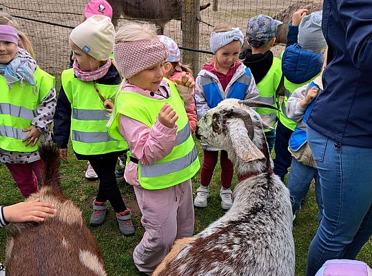 Gr.I I Gr.II Wycieczka do "Strusiej Farmy " w Kniewie