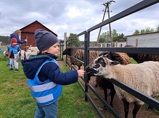 Gr.I I Gr.II Wycieczka do "Strusiej Farmy " w Kniewie