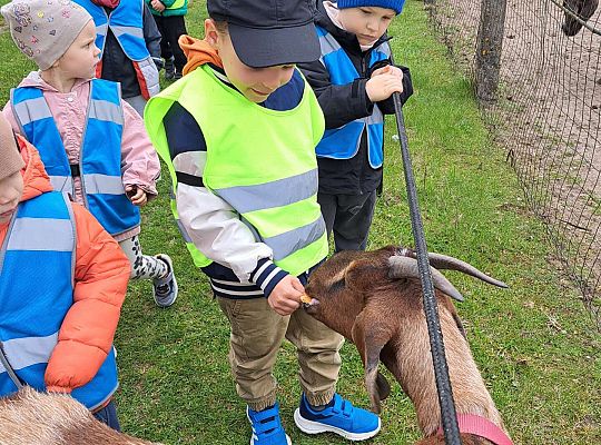 Gr.I I Gr.II Wycieczka do "Strusiej Farmy " w Kniewie