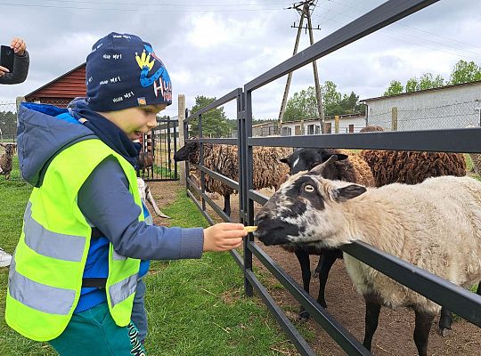 Gr.I I Gr.II Wycieczka do "Strusiej Farmy " w Kniewie