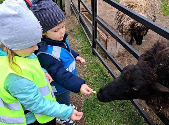 Gr.I I Gr.II Wycieczka do "Strusiej Farmy " w Kniewie