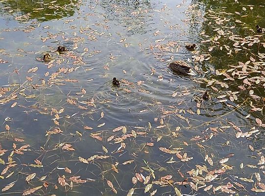 Gr. III Moje Miasto.  Spacer ulicami Lęborka