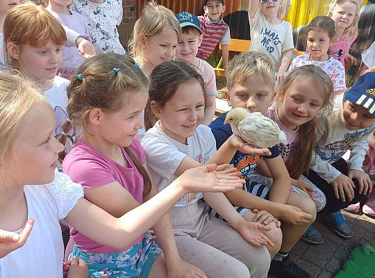 Gr. III I IV  Ptactwo hodowlane w naszym przedszkolu