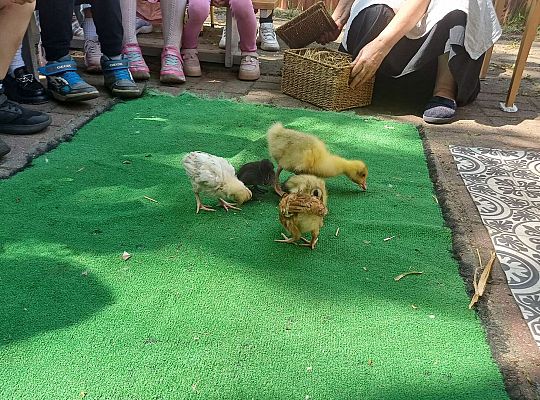 Gr. III I IV  Ptactwo hodowlane w naszym przedszkolu