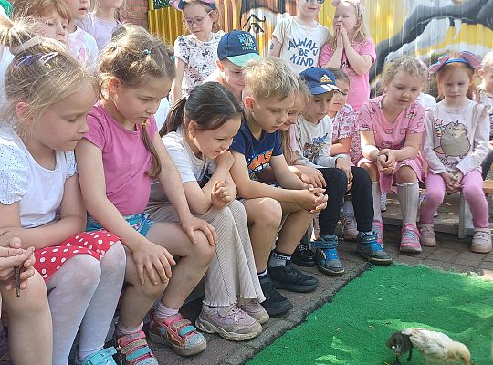 Gr. III I IV  Ptactwo hodowlane w naszym przedszkolu