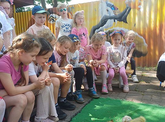 Gr. III I IV  Ptactwo hodowlane w naszym przedszkolu