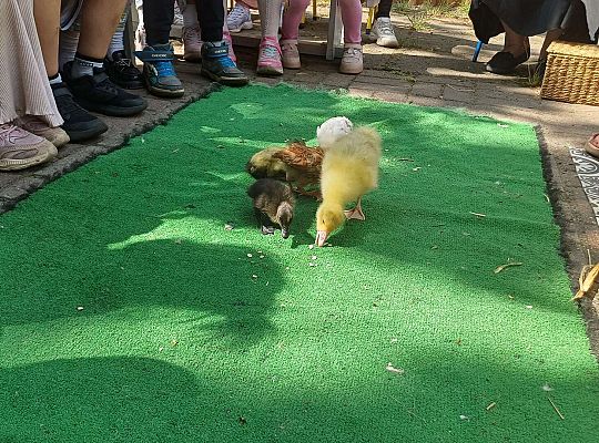 Gr. III I IV  Ptactwo hodowlane w naszym przedszkolu