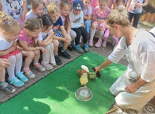 Gr. III I IV  Ptactwo hodowlane w naszym przedszkolu