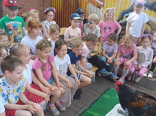 Gr. III I IV  Ptactwo hodowlane w naszym przedszkolu