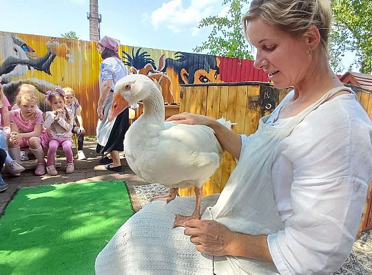 Gr. III I IV  Ptactwo hodowlane w naszym przedszkolu