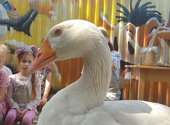 Gr. III I IV  Ptactwo hodowlane w naszym przedszkolu