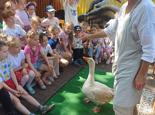 Gr. III I IV  Ptactwo hodowlane w naszym przedszkolu