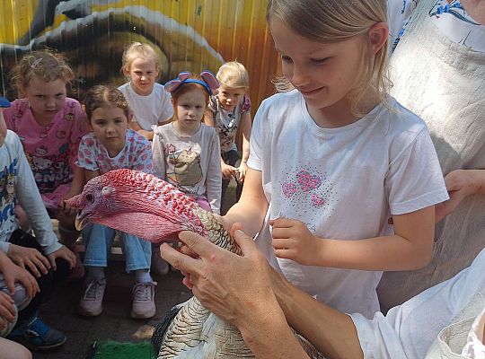 Gr. III I IV  Ptactwo hodowlane w naszym przedszkolu