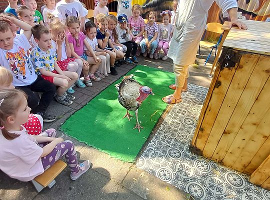 Gr. III I IV  Ptactwo hodowlane w naszym przedszkolu