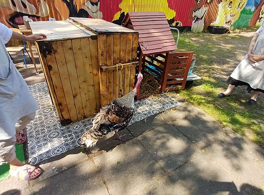 Gr. III I IV  Ptactwo hodowlane w naszym przedszkolu